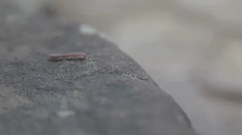 Centipede Video stock 31038945