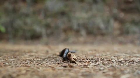 Centipede Stock Footage 36667477