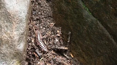The centipede Stock Footage 91946921