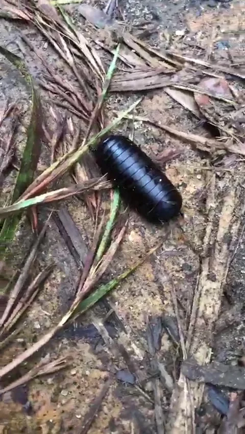 Centipede Stock Footage 233093914
