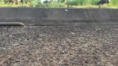 Centipede Stock Footage 238044408