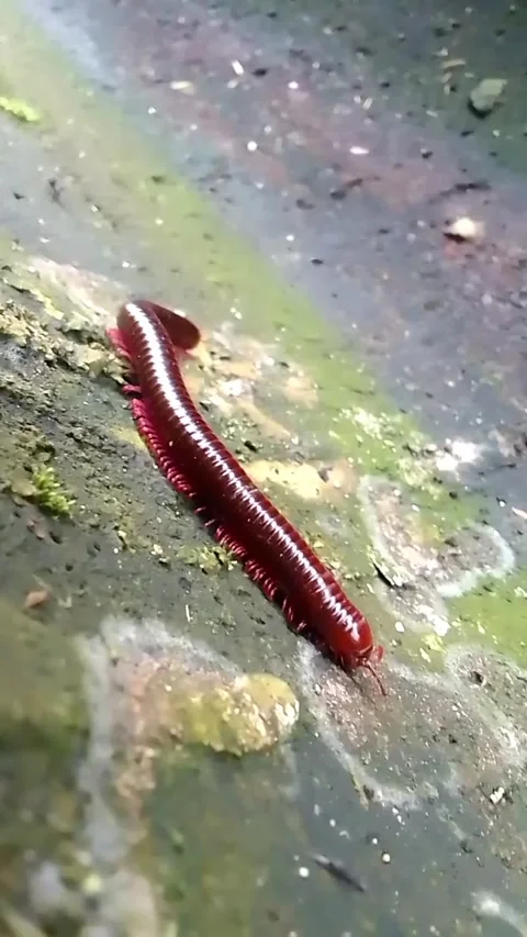 Centipede Stock Footage 243056664