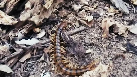 Centipede Stock Footage 244687217