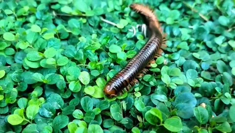 Centipede Stock Footage 335873518