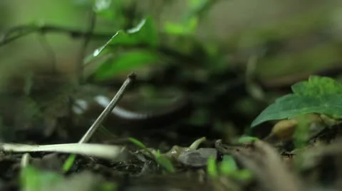 Centipede on the forest floor _1 Stock Footage 11075858