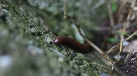 Centipede on the forest floor _2 Video stock 11069974