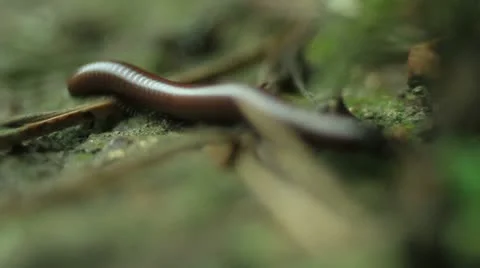 Centipede on the forest floor Stock Footage 11075604