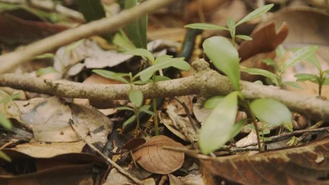 Centipede in the forest Video stock 127500075