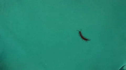Centipede on green background. centipede isolated. centipede walking, insect Video stock 147639177