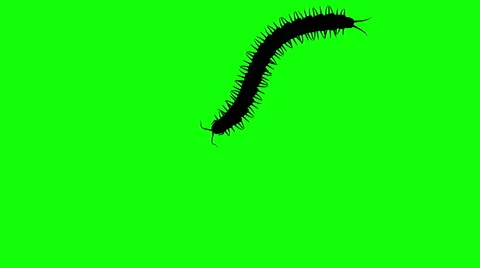 Centipede on green screen, CG animated silhouette, seamless loop Stock Footage 65023946