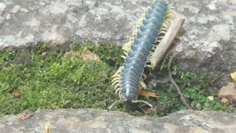 Centipede on ground Stock Footage 135175873