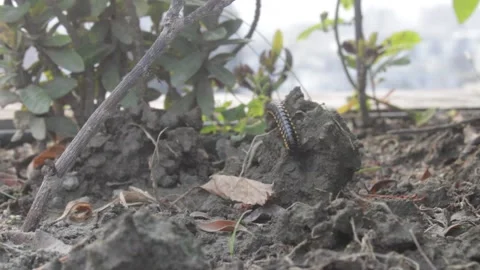 Centipede on ground moving 스톡 동영상 161113513