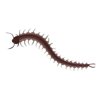 Centipede Insect Design Flat Isolated Stock Illustration