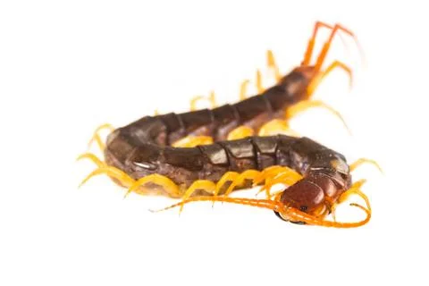 Centipede isolated Stock Photos