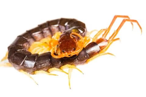 Centipede isolated Stock Photos