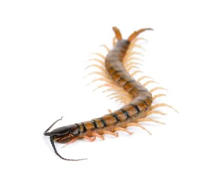 Centipede isolated on the white background Stock Photos