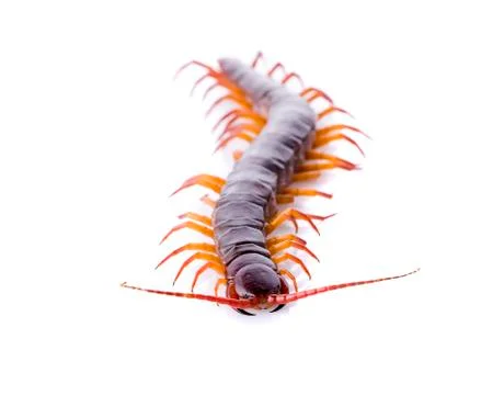 Centipede isolated on white background Stock Photos