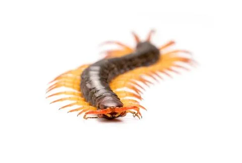 Centipede isolated on white background Foto stock