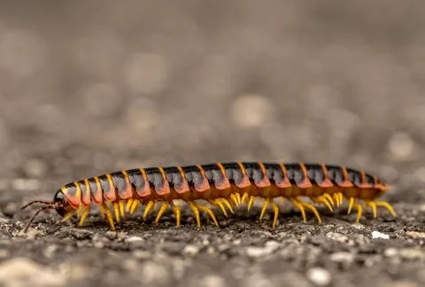 Centipede Legs Making A Wave Pattern While Walking 写真素材