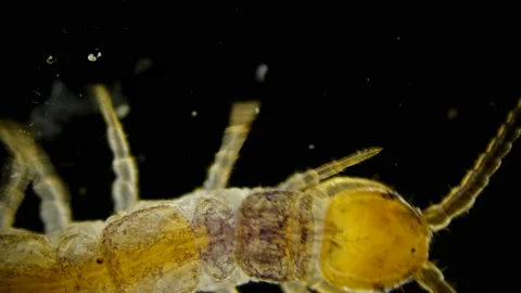 Centipede Lithobius forfatus, a predator in the forest, in the forest floor Stock Footage 105590153