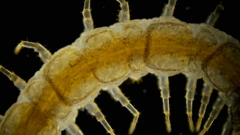 Centipede Lithobius forfatus, a predator in the forest, in the forest floor Stock Footage 105595294