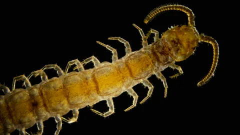 Centipede Lithobius forfatus, a predator in the forest, in the forest floor Stock Footage 105598592