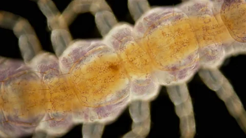 Centipede Lithobius forficatus under the microscope , a predator in the forest Stock Footage 134475847