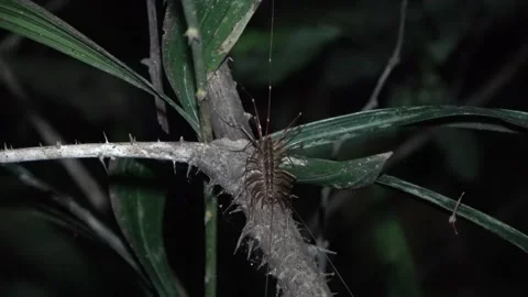 Centipede, Malaysia Stock Footage 135717054