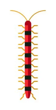 Centipede millipede cartoon posing flat insect vector Stock Illustration