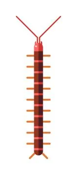 Centipede millipede cartoon posing flat insect vector Stock Illustration