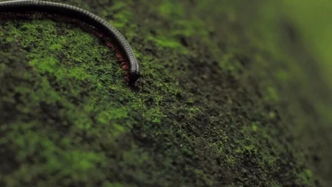 Centipede on mossy stone 스톡 동영상 75165630