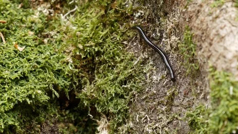 Centipede on mossy stone. Video stock 77007539