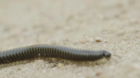 A centipede moves over ground, macro, summer day Vídeo Stock 156971026