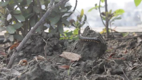 Centipede moving on ground 스톡 동영상 161113554