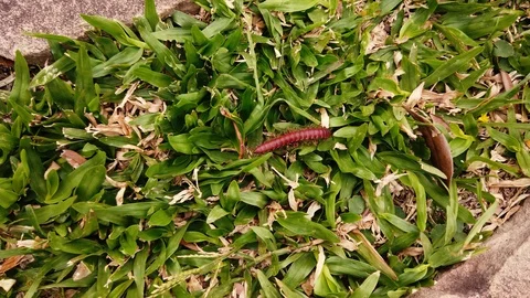 Centipede moving through low grass in Paraguay. 4K Insect Stock Footage. Stock Footage 116807228