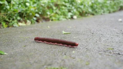 Centipede On Path In Park Video stock 199176043
