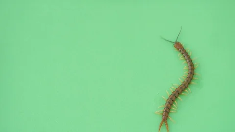 Centipede pausing and crawling on green screen Video stock 107084434