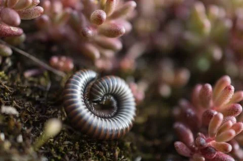 Centipede Foto stock
