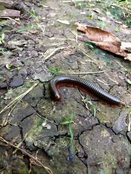 Centipede Stock Photos