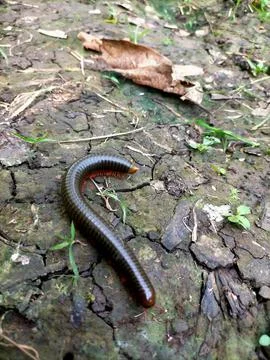 Centipede Stock Photos