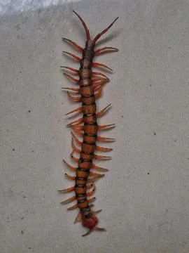 Centipede Stock Photos