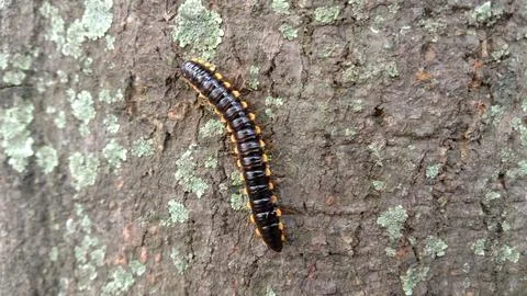 Centipede Stock Photos