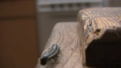 Centipede | Rack Focus-03 Stock Footage 86860921