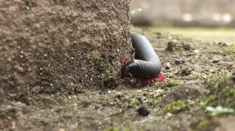 Centipede in Rainforest, Peru Stock Footage 445602