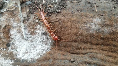 The centipede scolopendra crawls on the ground Stock Footage 176841659