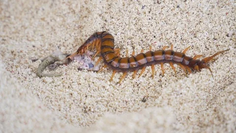 Centipede, Scolopendra eats gecko on the sand Stock Footage 83140752