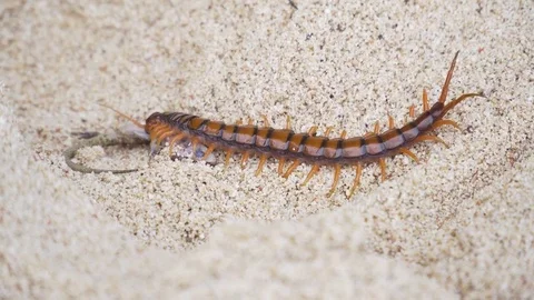 Centipede, Scolopendra eats gecko on the sand Stock Footage 83594947