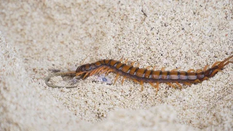Centipede, Scolopendra eats gecko on the sand Stock Footage 90219940