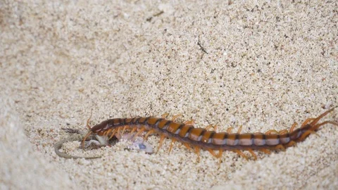 Centipede, Scolopendra eats gecko on the sand Stock Footage 94987361