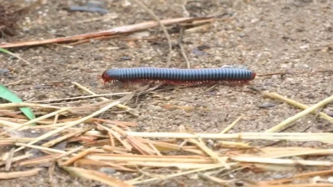 Centipede scolopendra Stock Footage 72504209